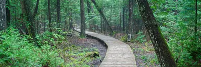 Bruce Trail Boardwalk