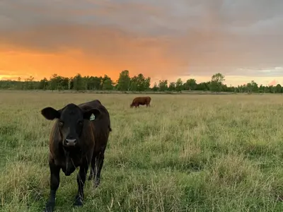 Picture of a cow on pasture with a sunset in the background.