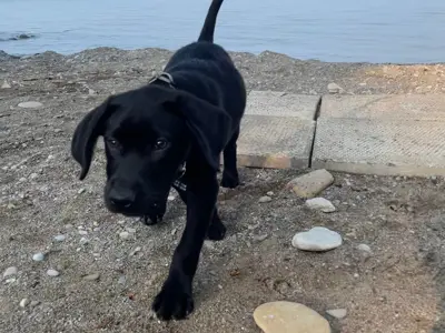 Photograph of Black Lab puppy on the beach
